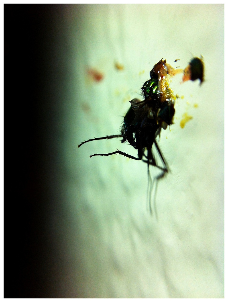 Illustration for article titled Shooting Challenge: Bugs 2